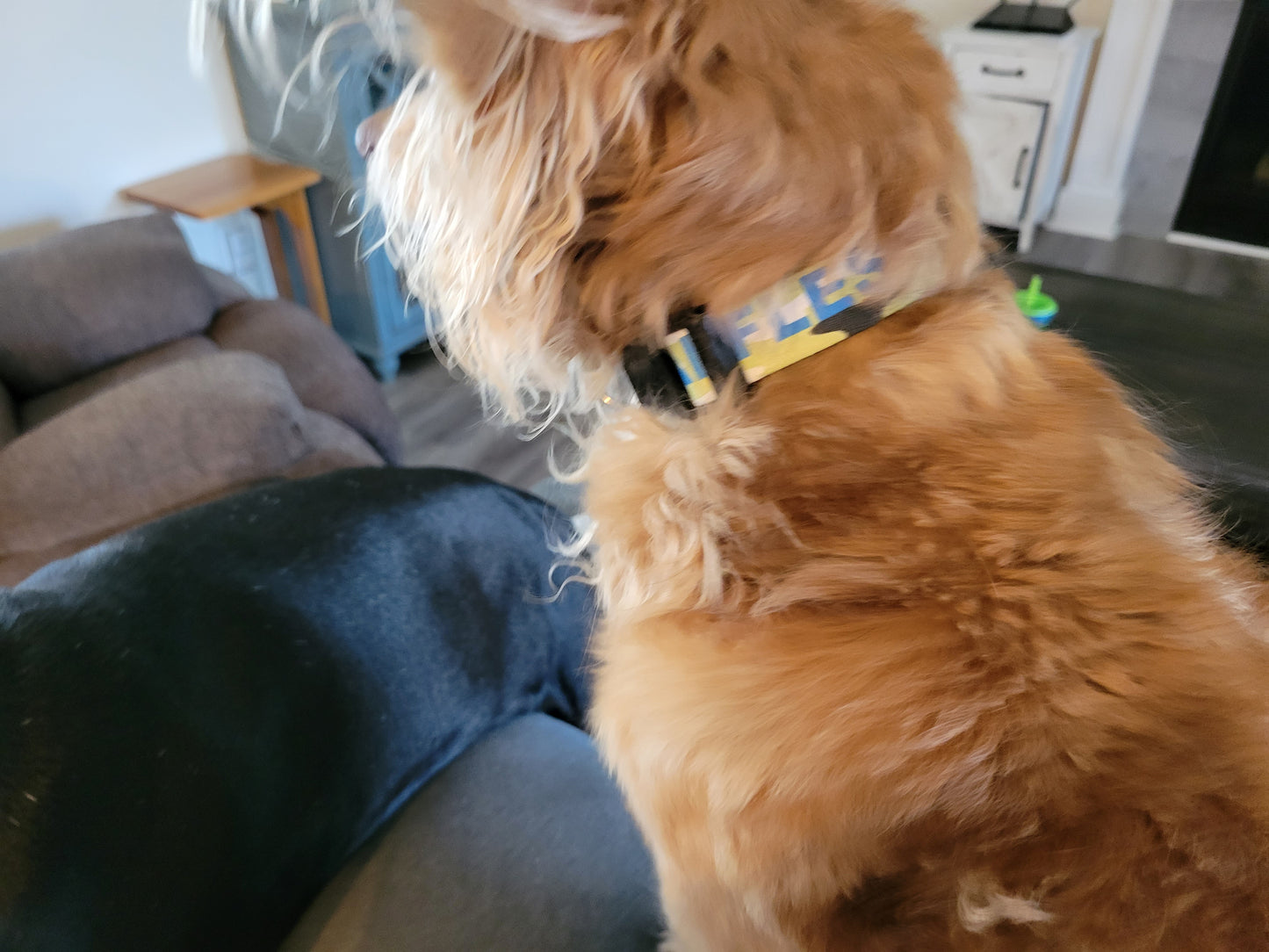 Pet Collar
